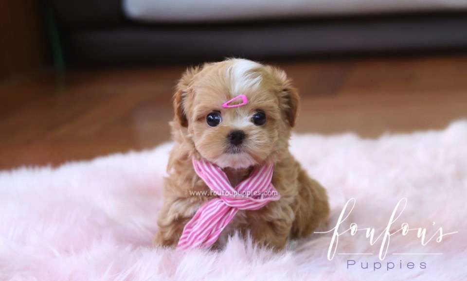 Meeka - Maltipoo F.