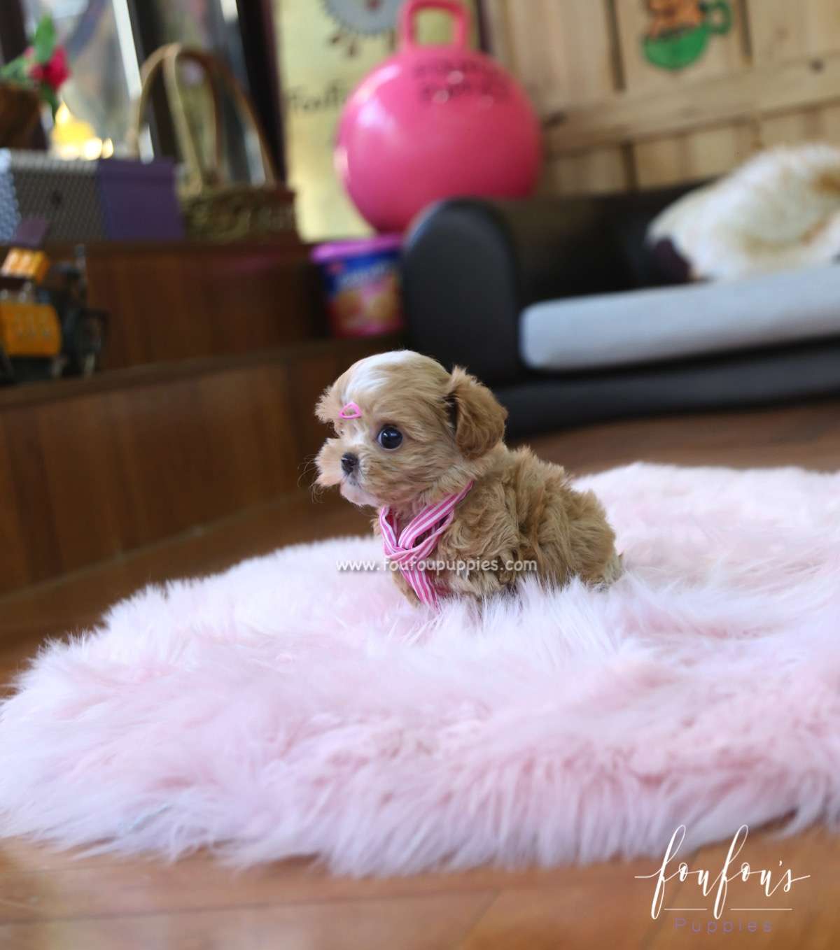 Meeka - Maltipoo F.