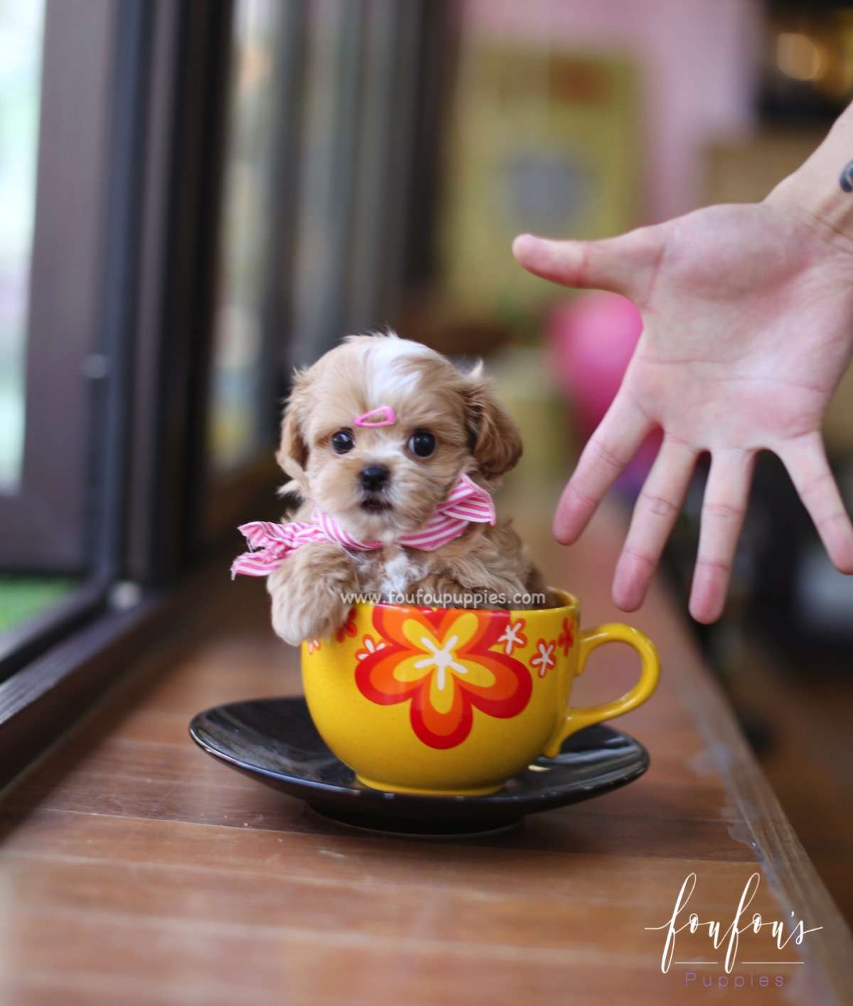 Meeka - Maltipoo F.