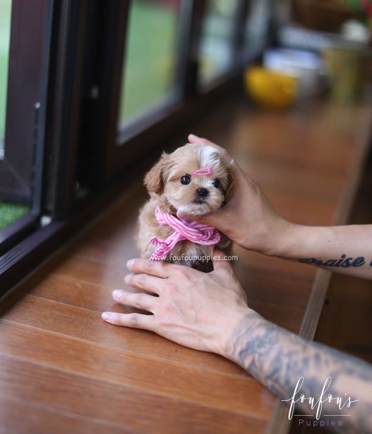 Meeka - Maltipoo F.
