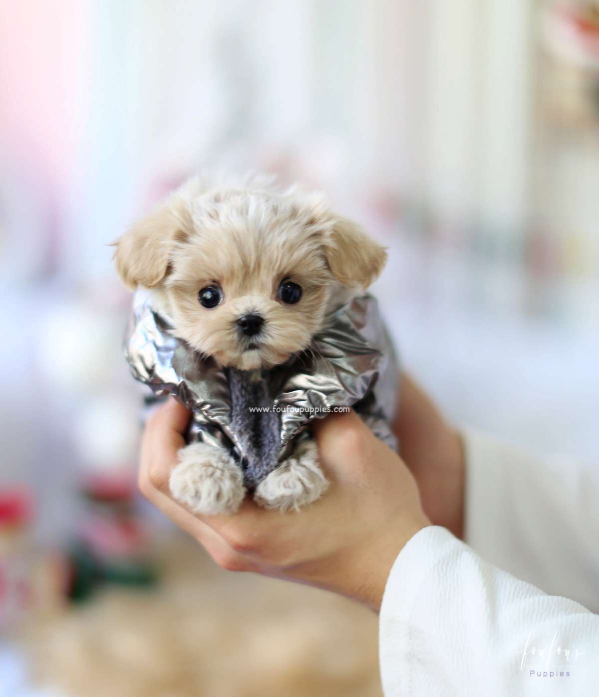 Simba - Maltipoo M.