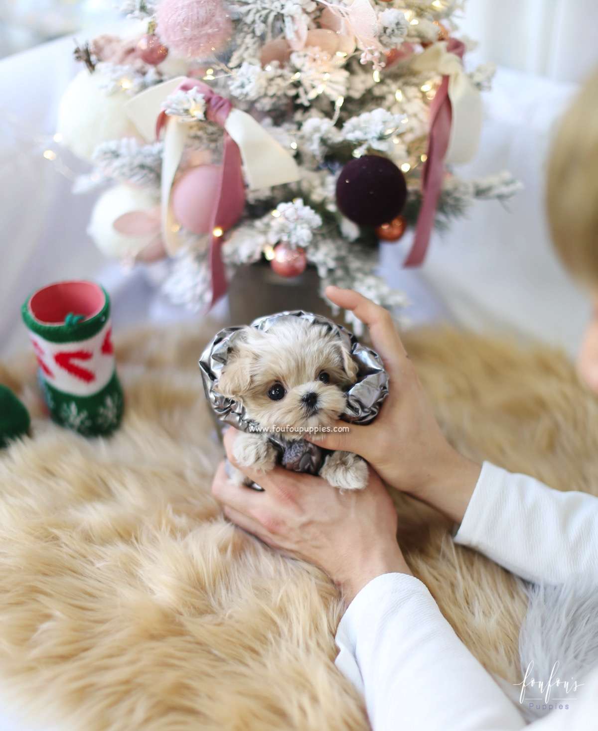 Simba - Maltipoo M.