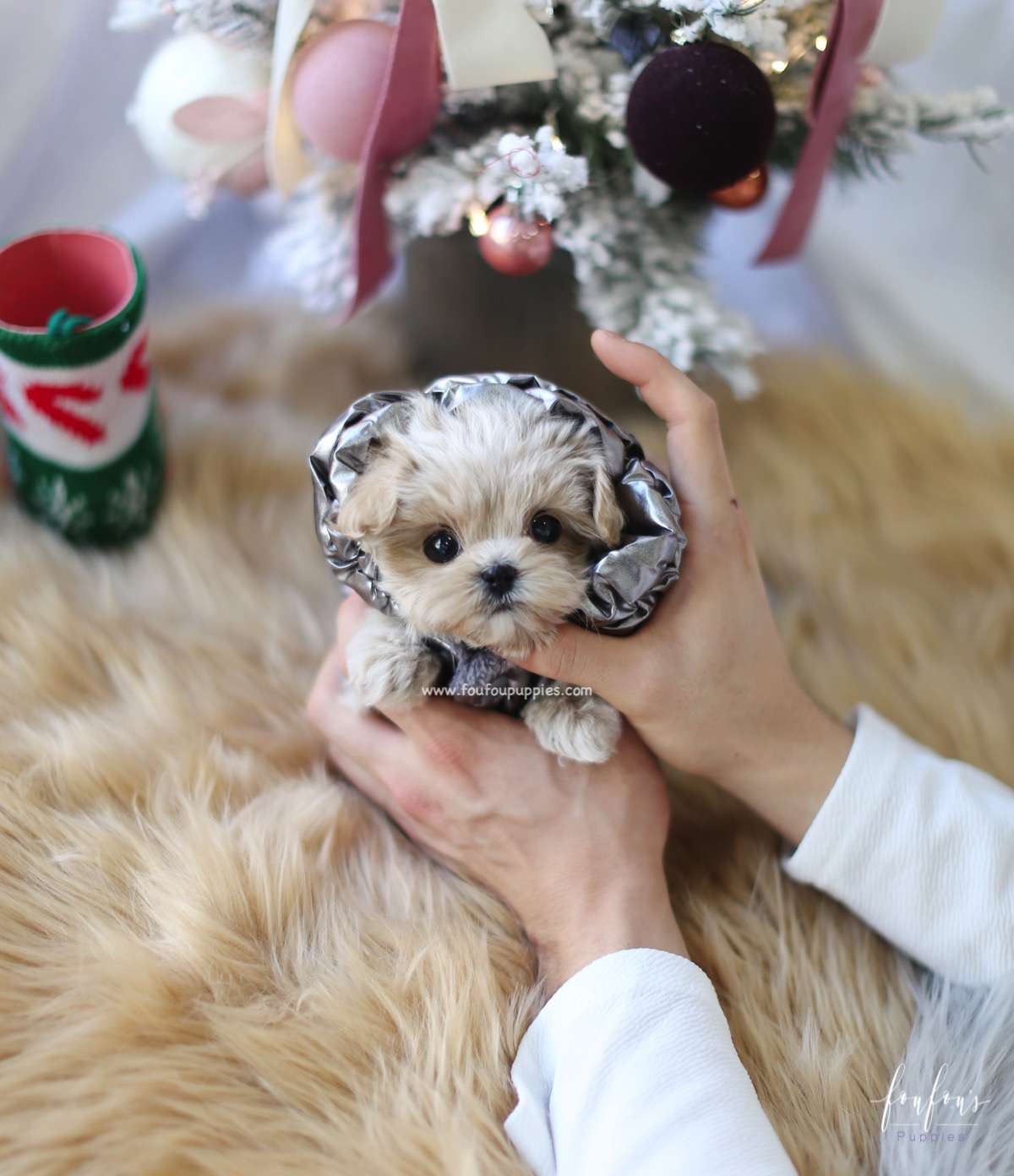 Simba - Maltipoo M.