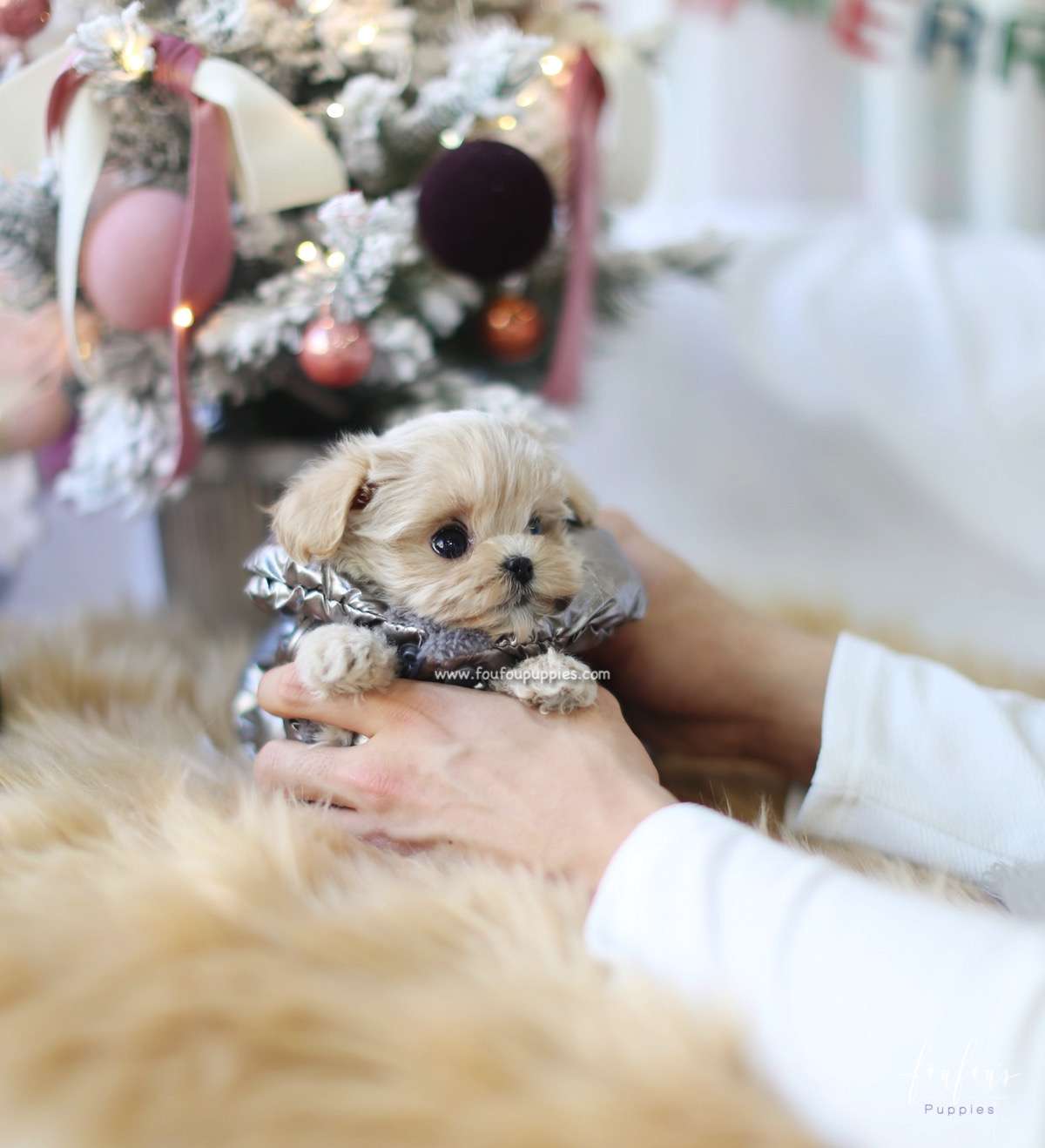 Simba - Maltipoo M.