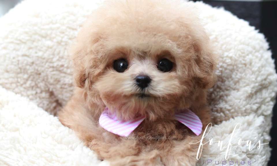 Peppa - Poodle F.