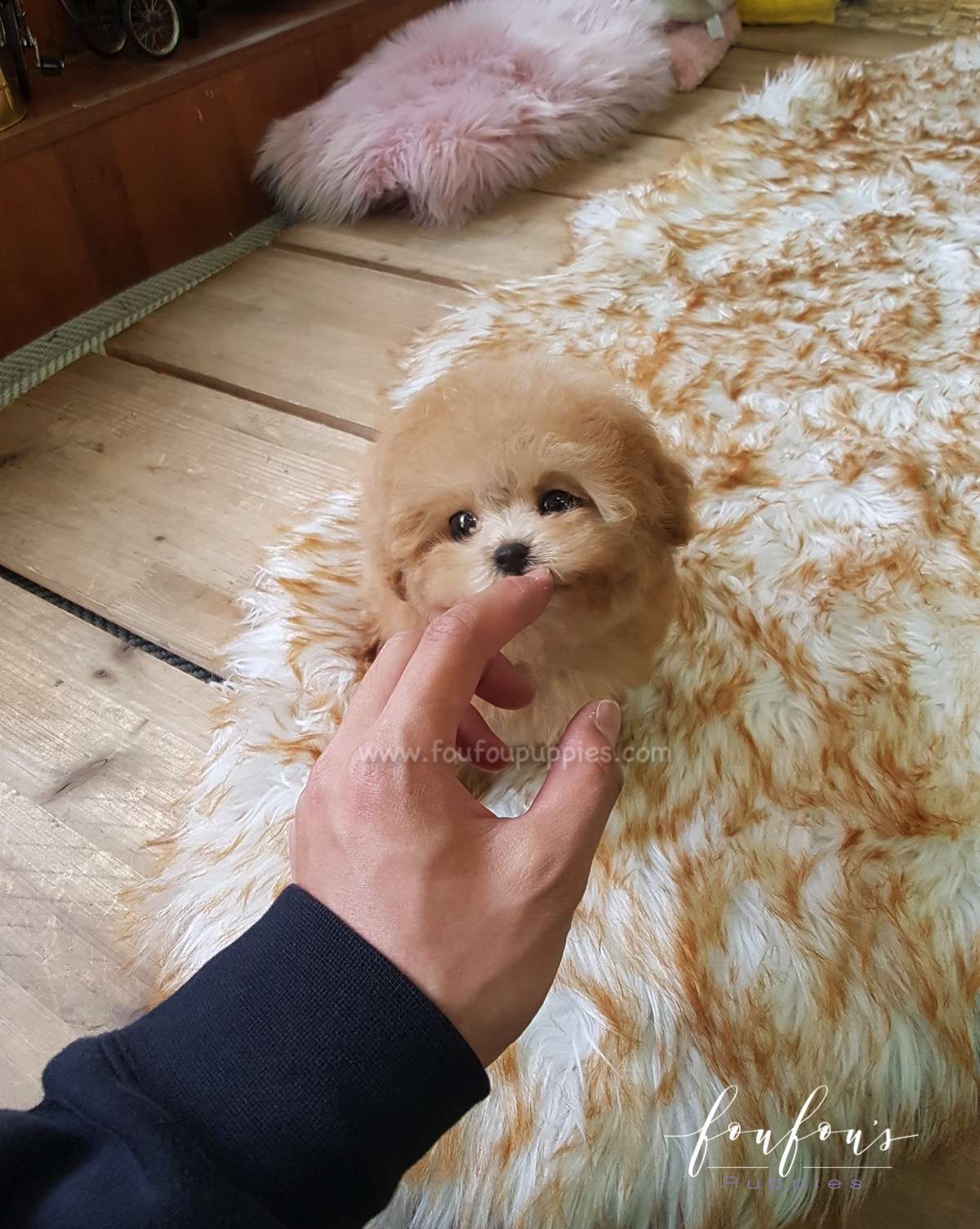 Peppa - Poodle F.