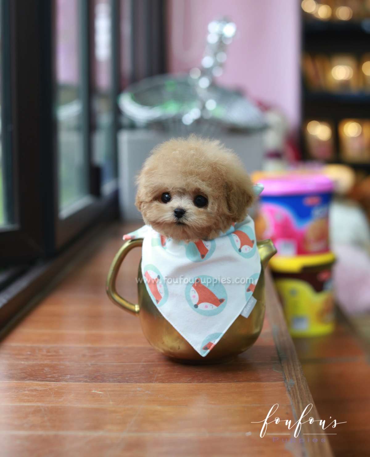 Peppa - Poodle F.
