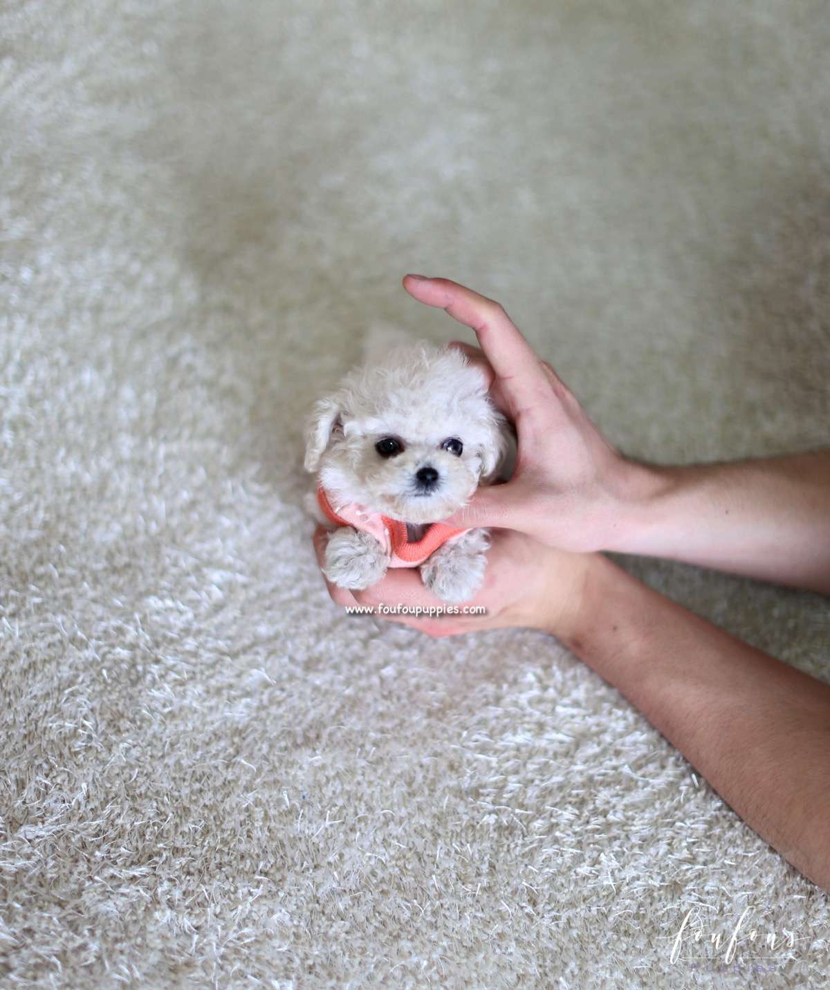 Coco - Poodle F.