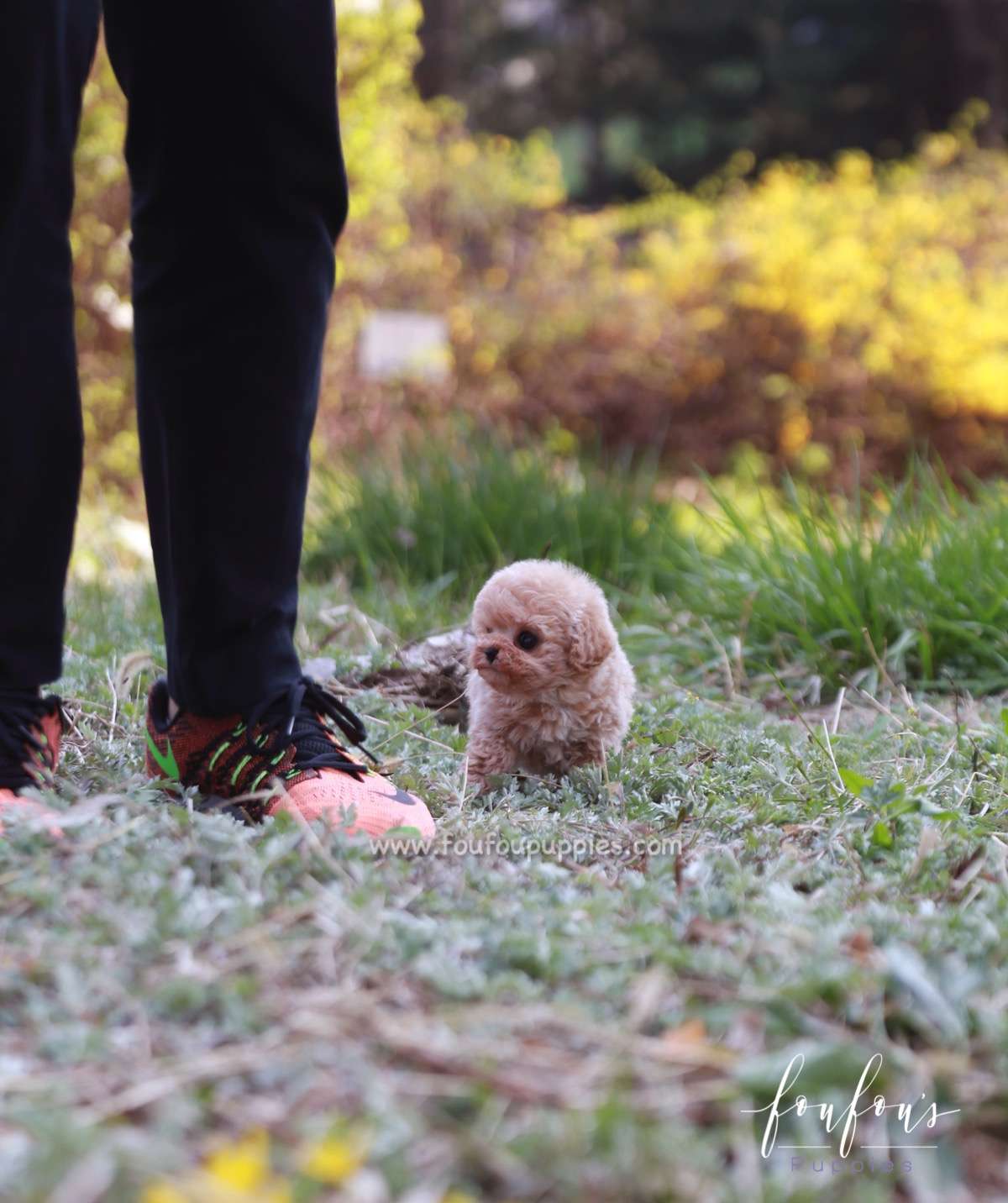 Shirley - Poodle F.