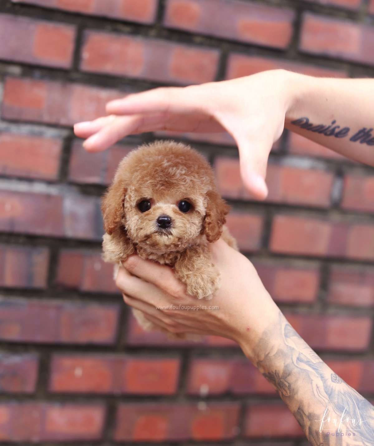 BouBou - Poodle M.