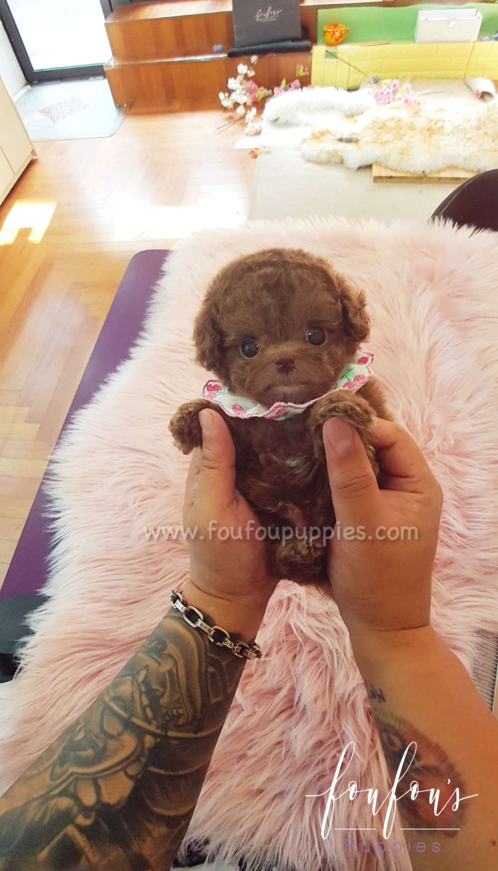 Toffee - Poodle M.