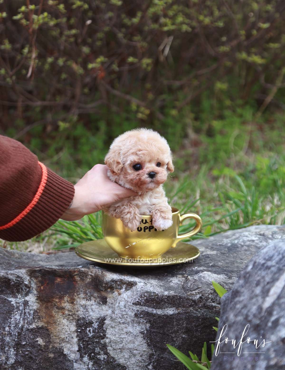 Shirley - Poodle F.