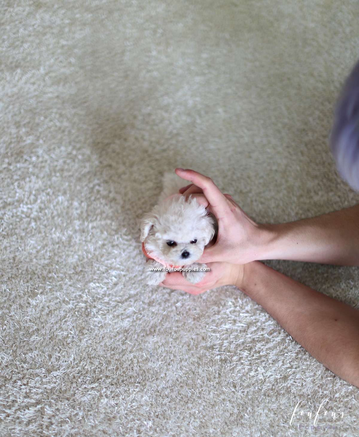 Coco - Poodle F.