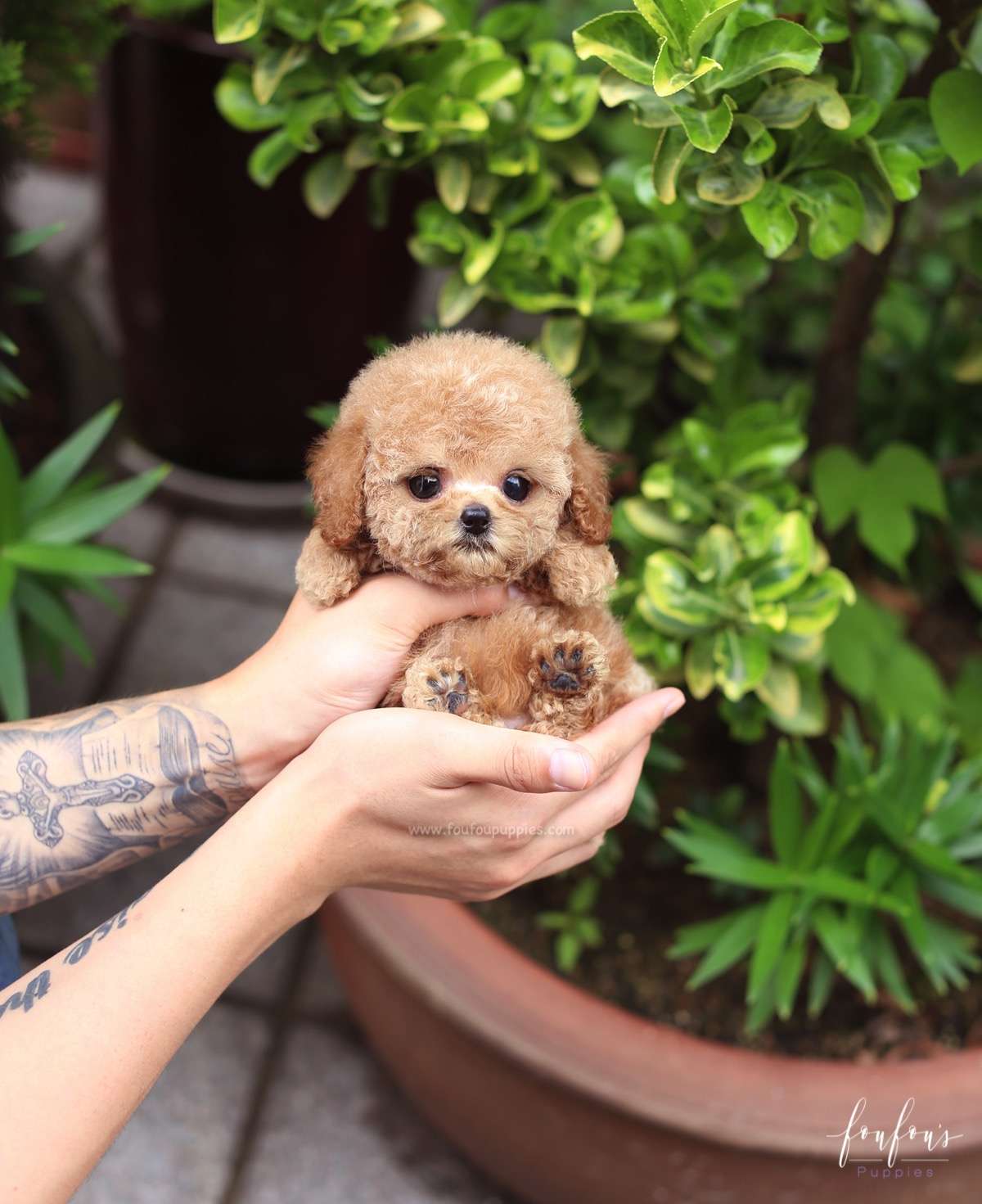 BouBou - Poodle M.