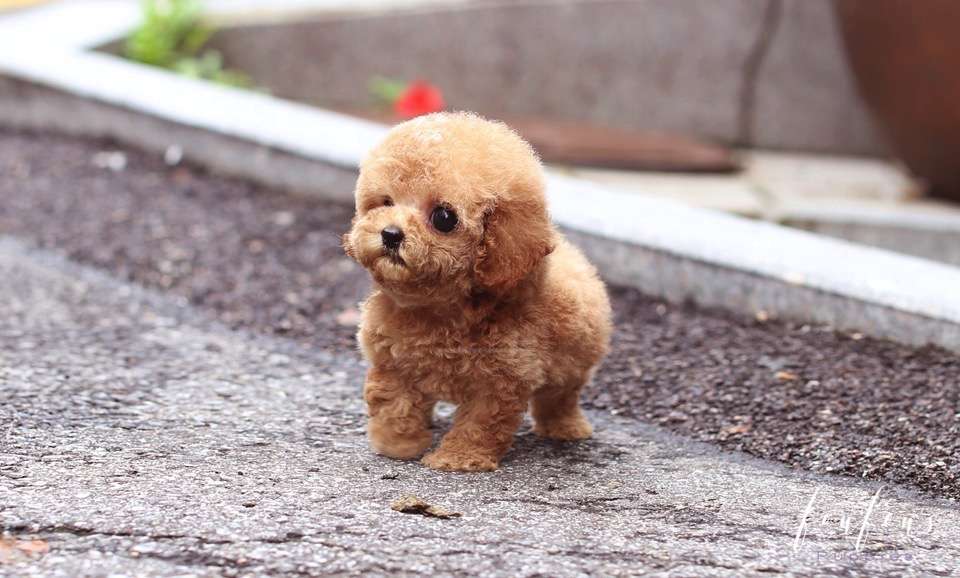 BouBou - Poodle M.