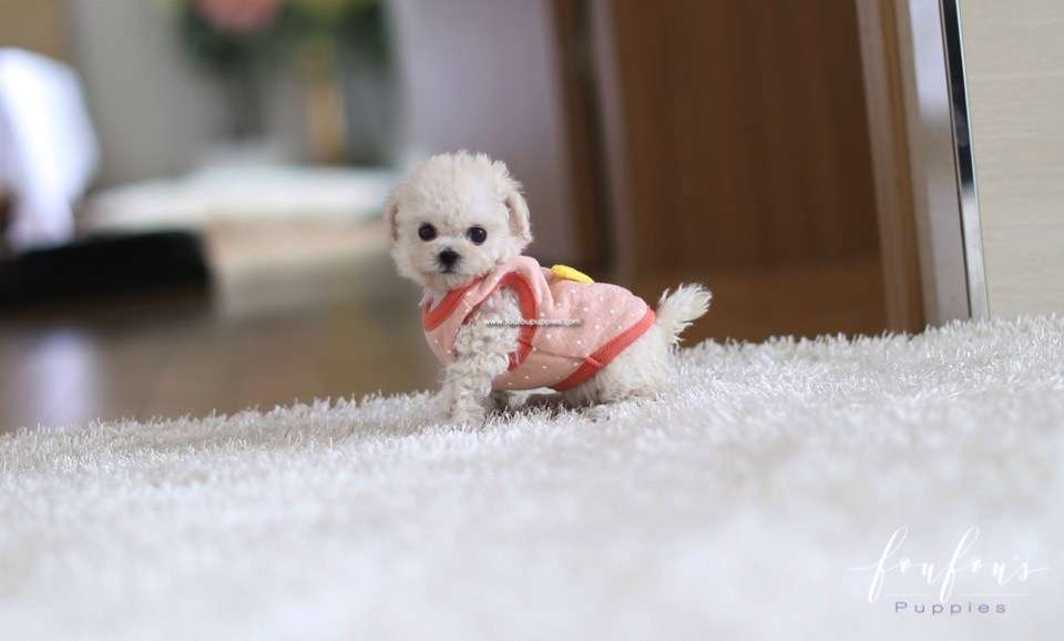 Coco - Poodle F.