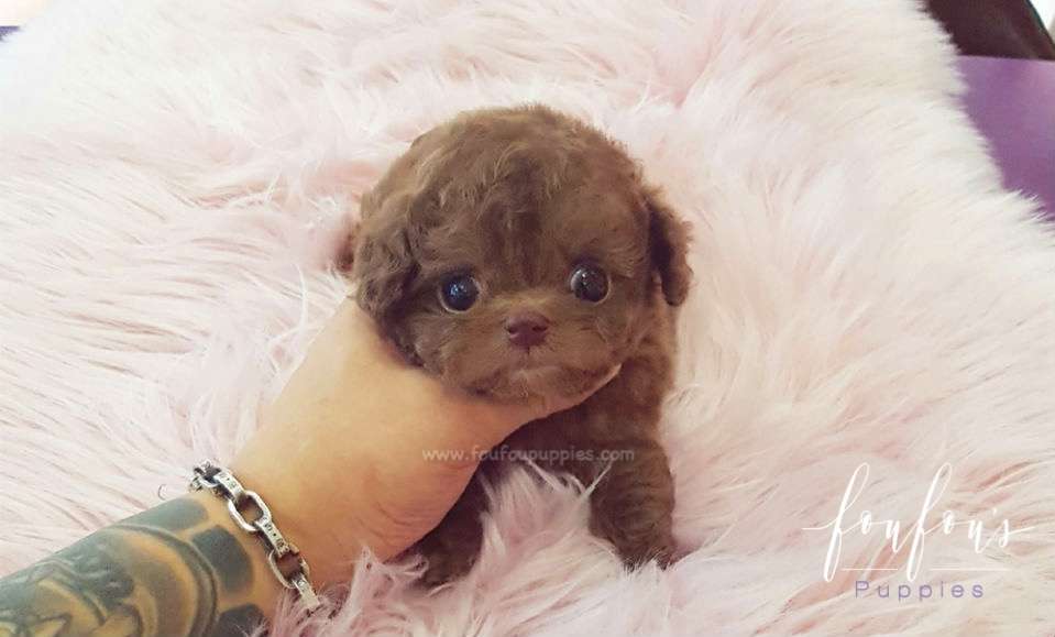 Toffee - Poodle M.