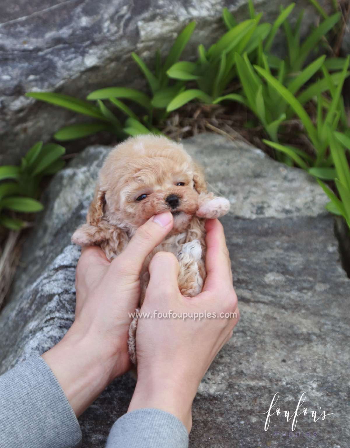 Shirley - Poodle F.