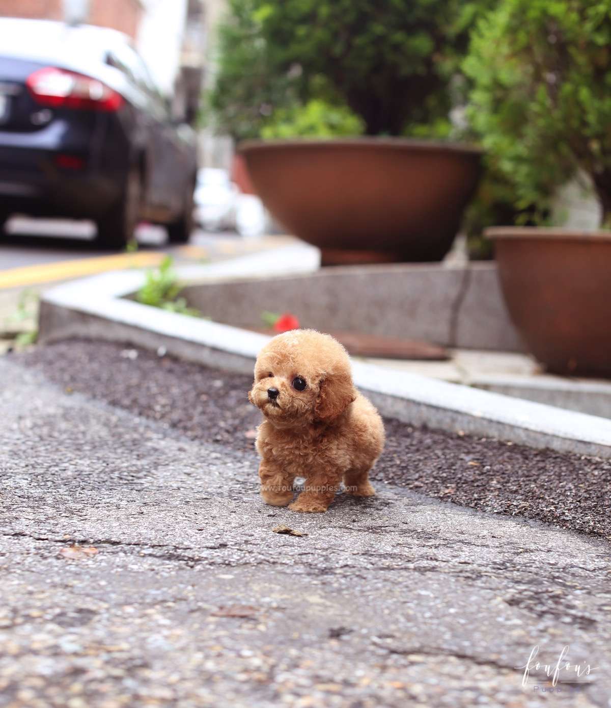 BouBou - Poodle M.