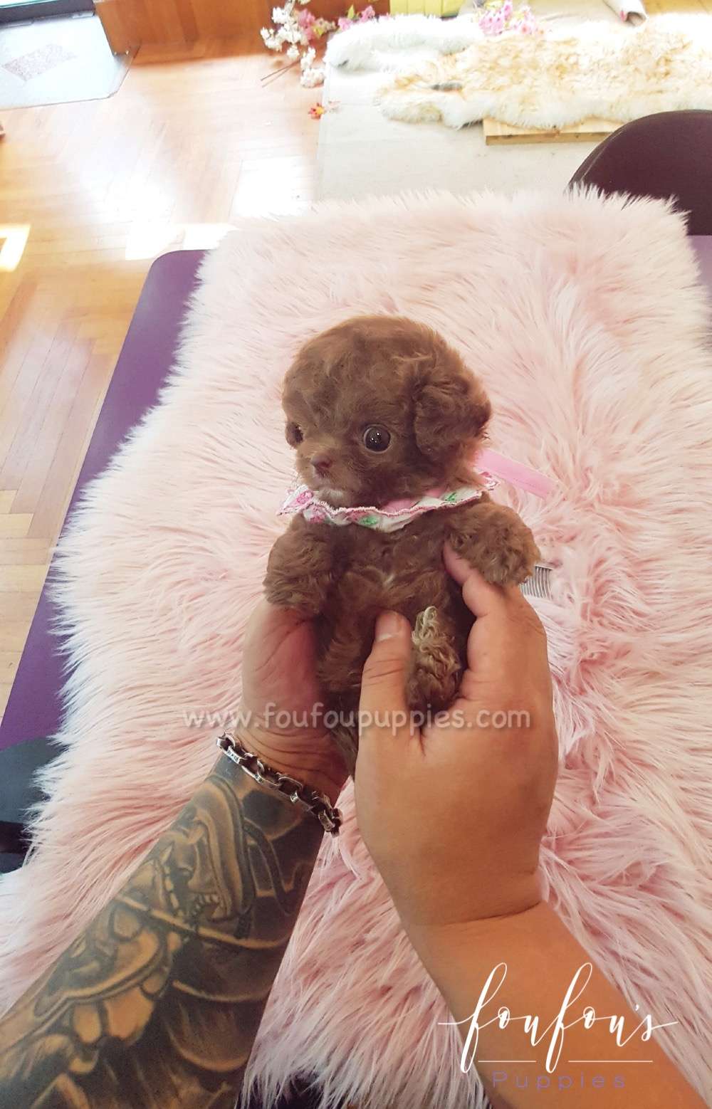 Toffee - Poodle M.
