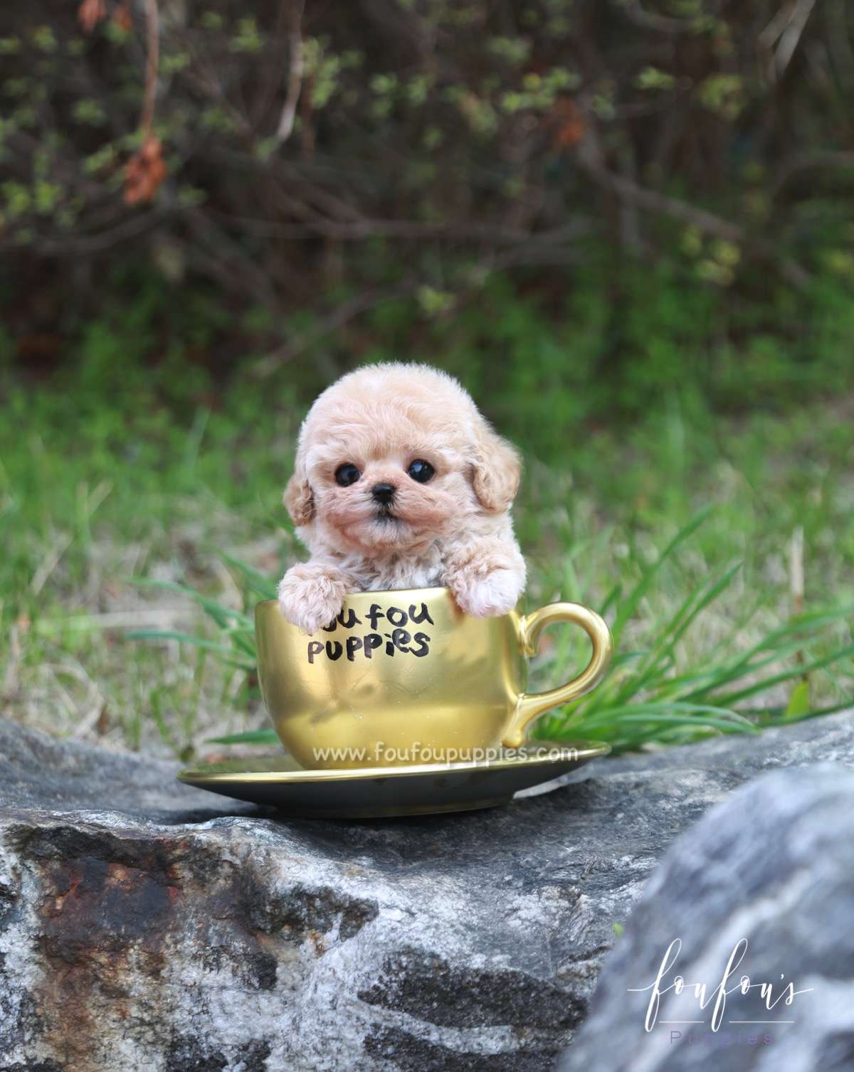 Shirley - Poodle F.