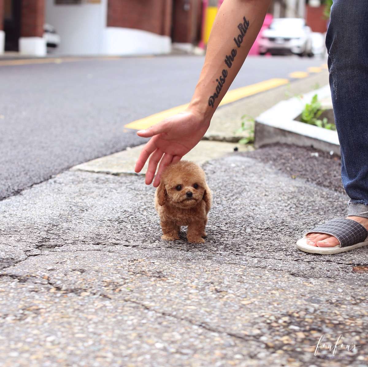 BouBou - Poodle M.