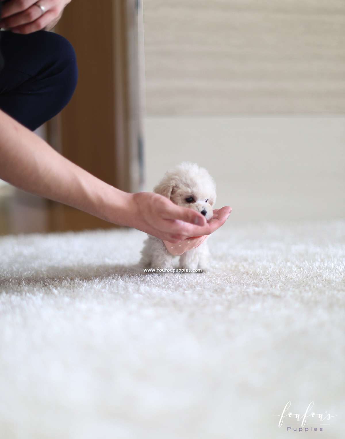 Coco - Poodle F.
