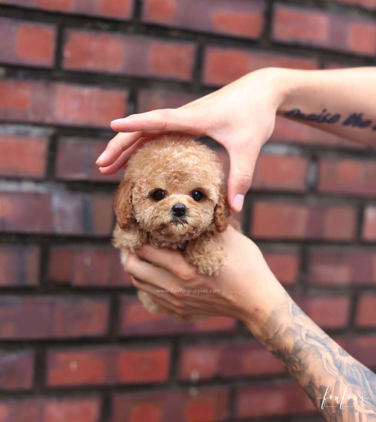 BouBou - Poodle M.