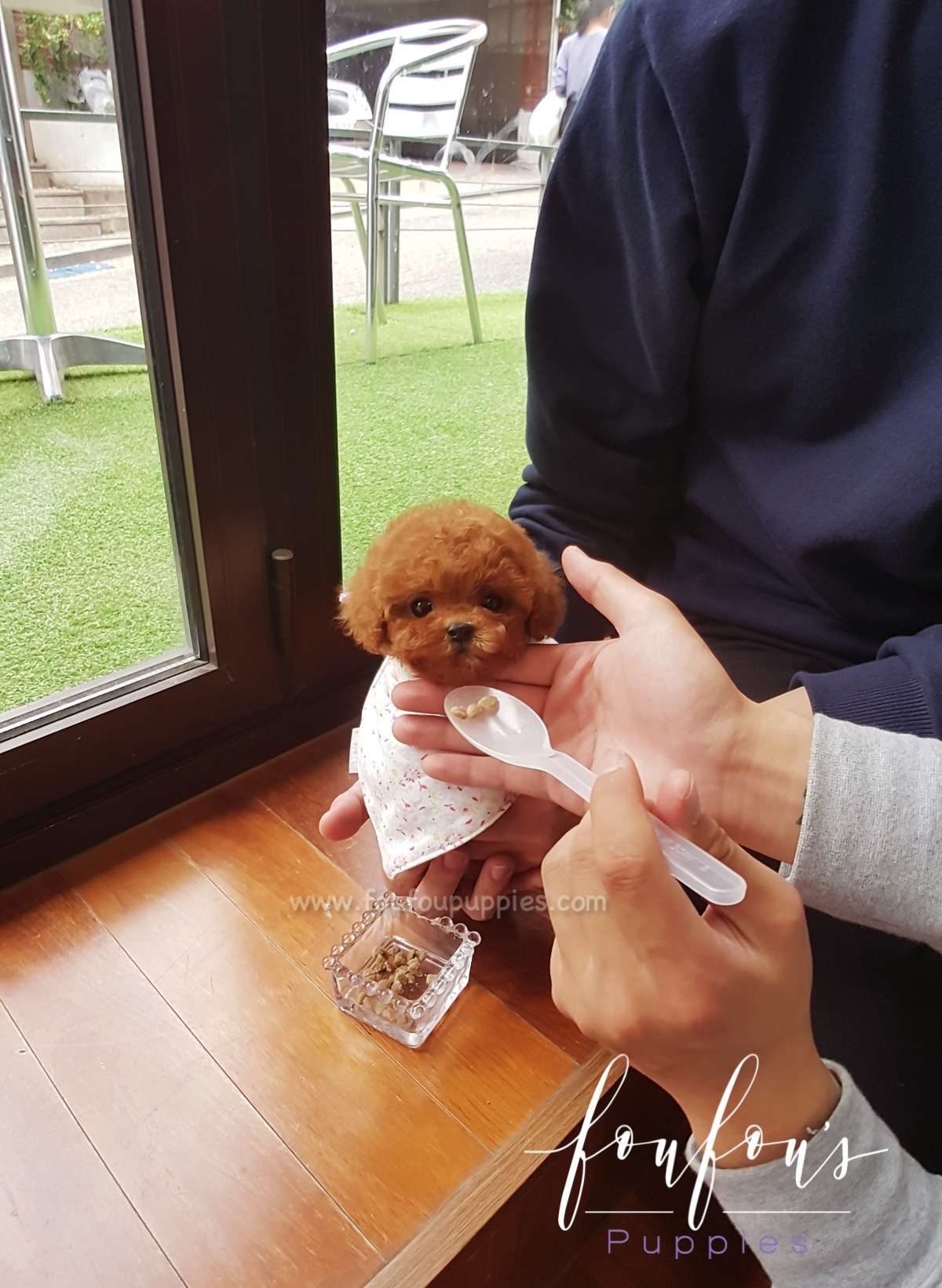 Cherry - Poodle F.