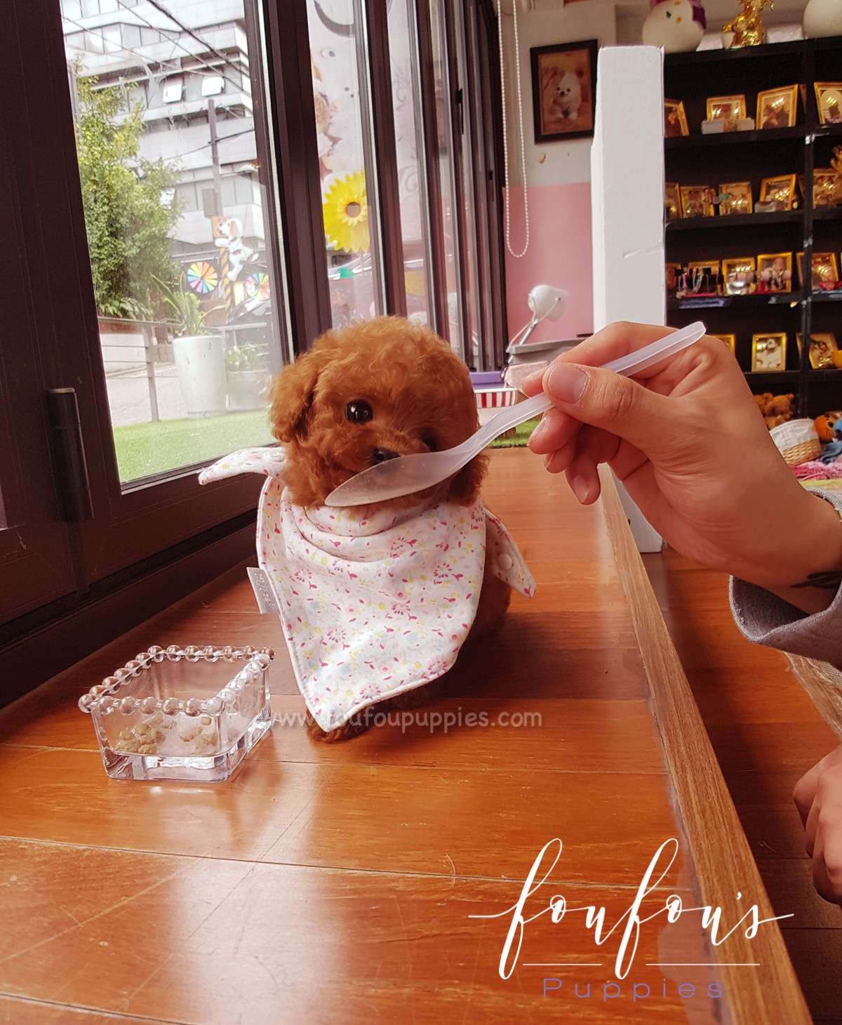 Cherry - Poodle F.