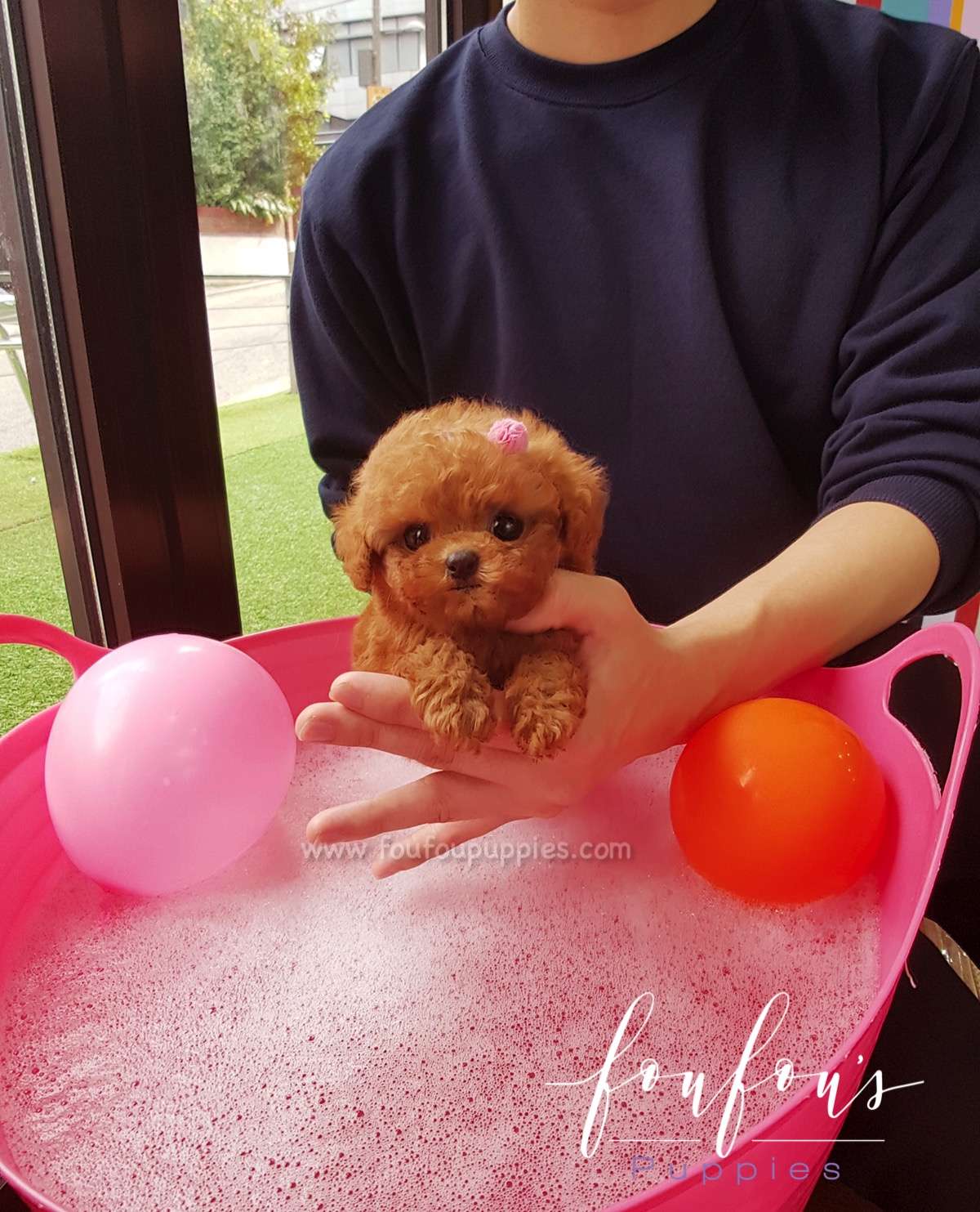 Cherry - Poodle F.