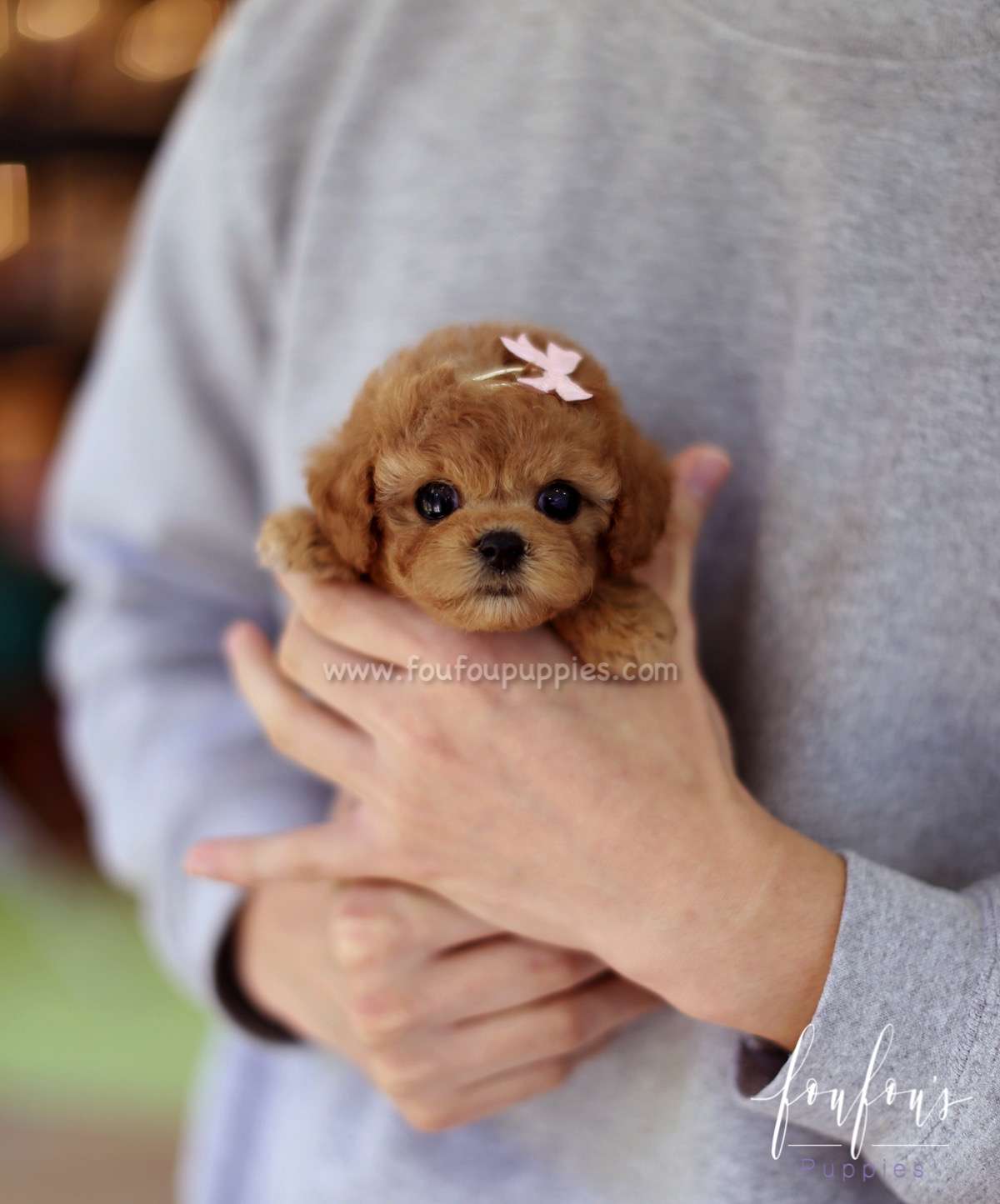 Rose - Poodle F.