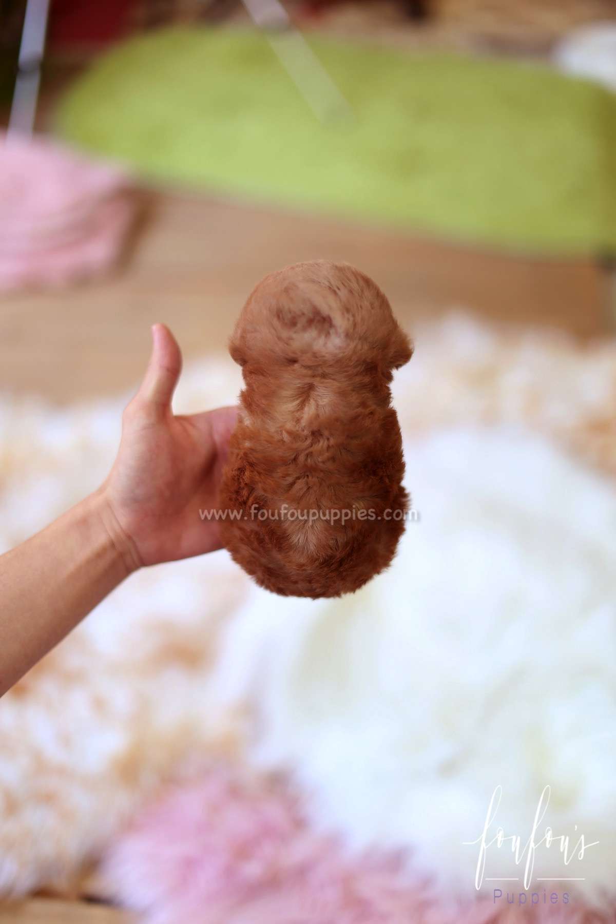 Rose - Poodle F.