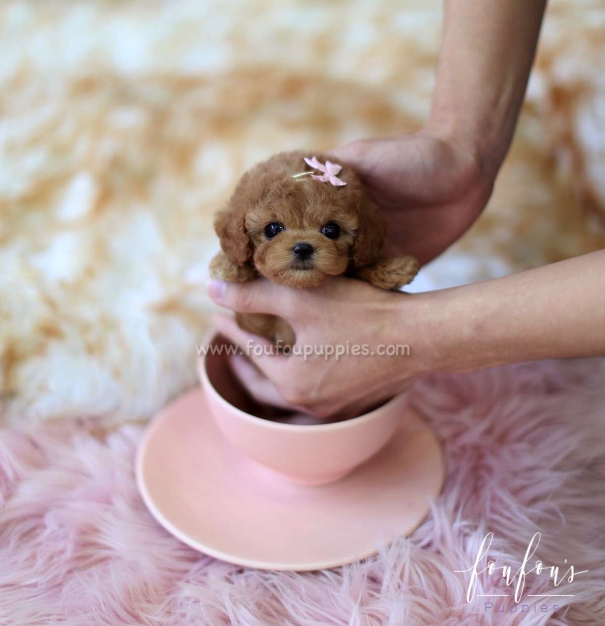 Rose - Poodle F.