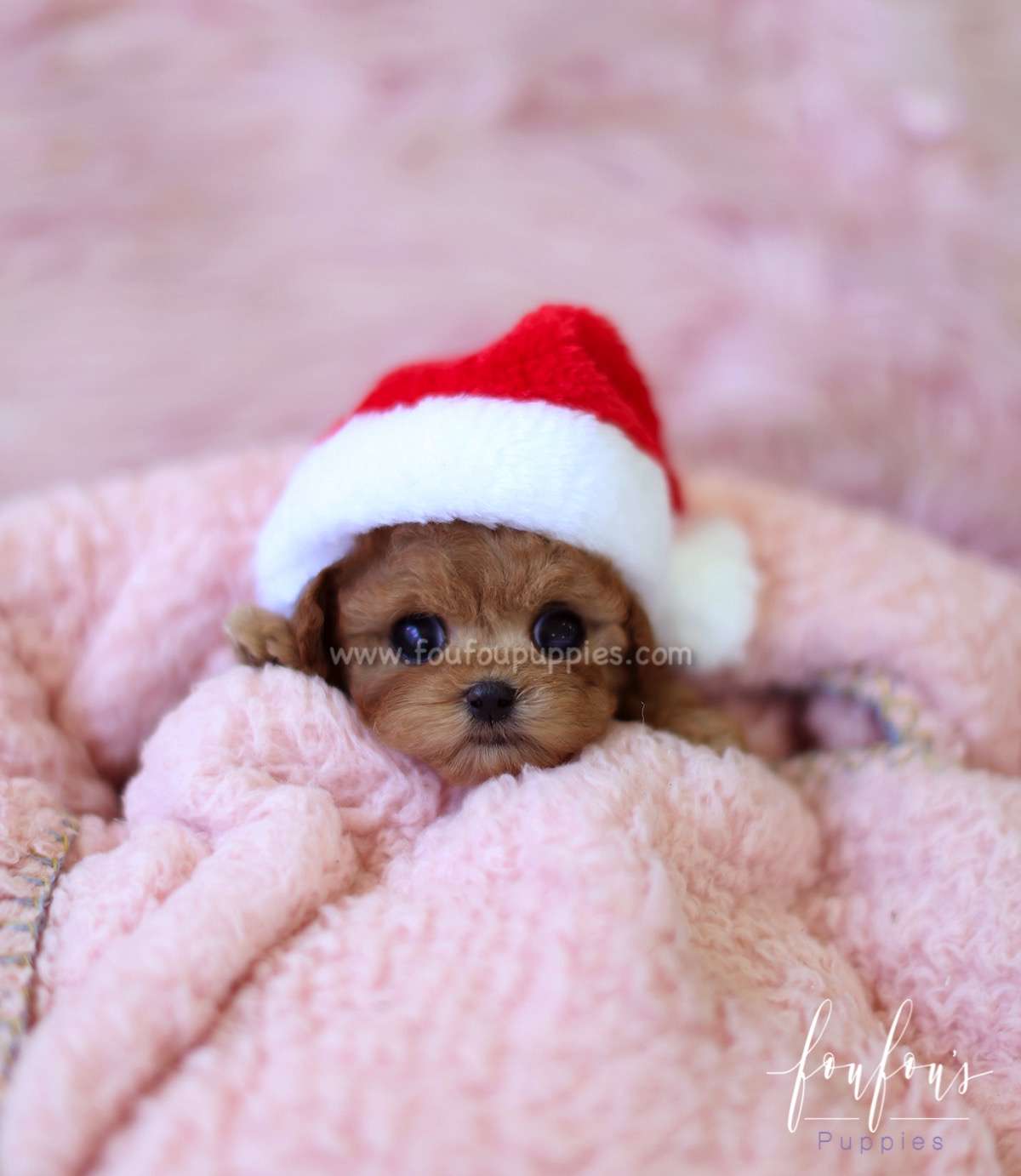 Rose - Poodle F.