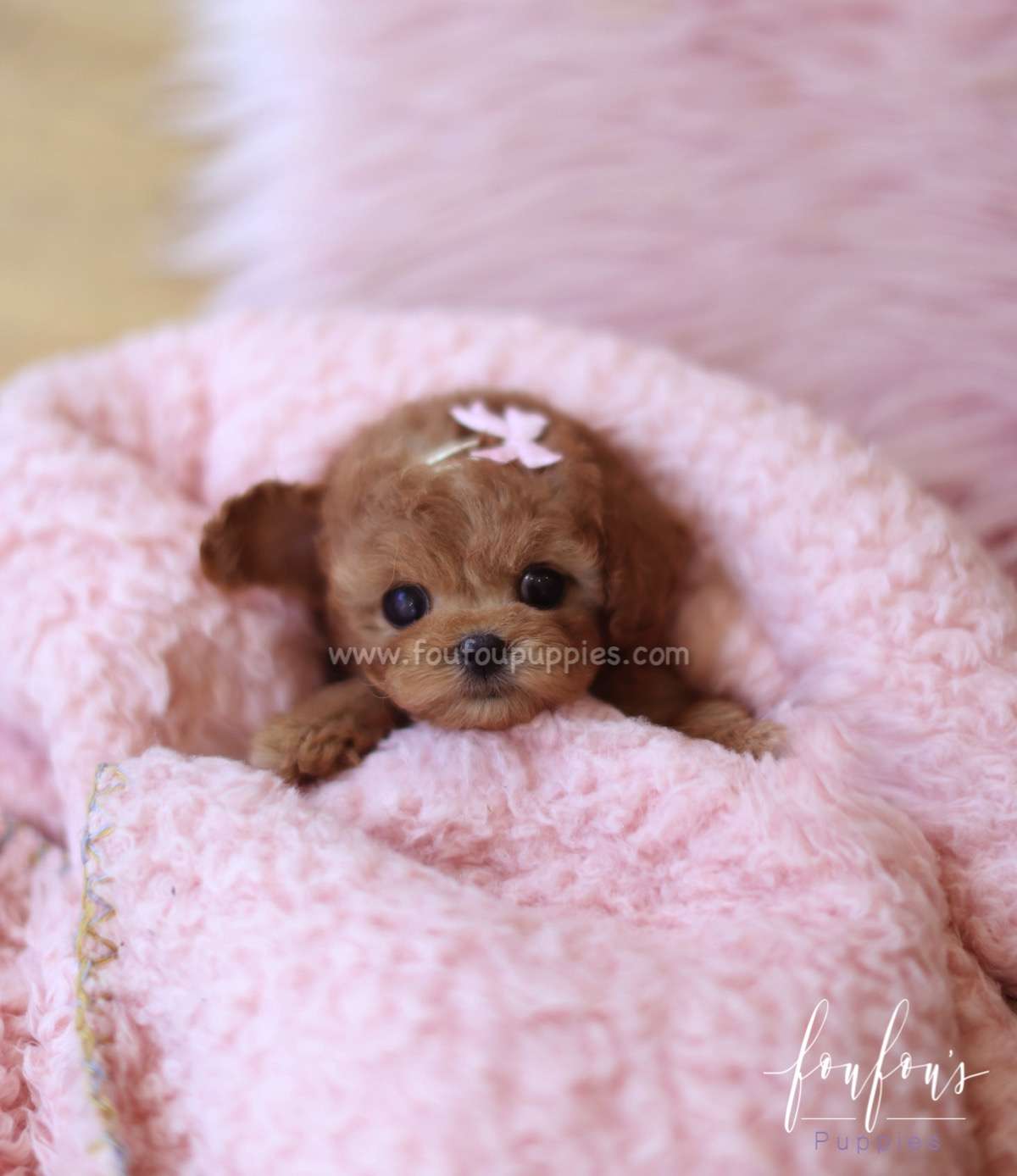 Rose - Poodle F.