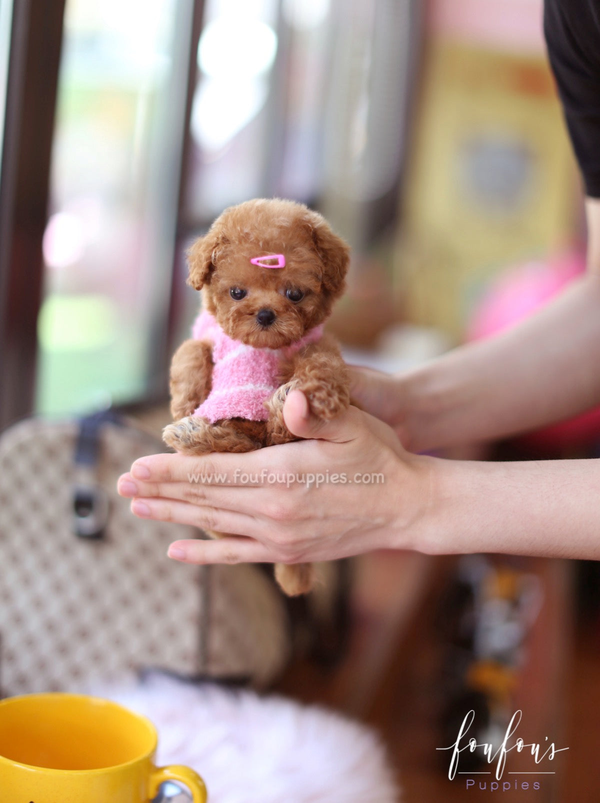 Celine - Poodle F.