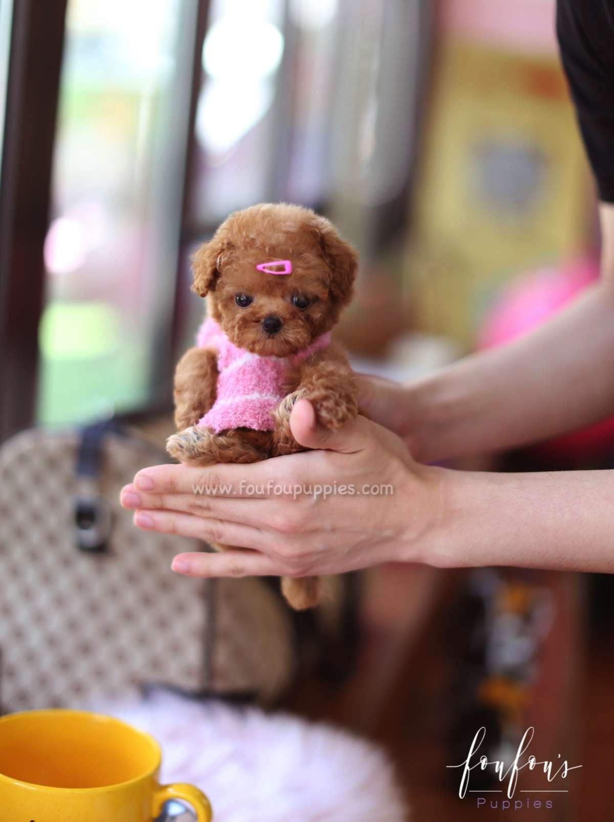 Celine - Poodle F.