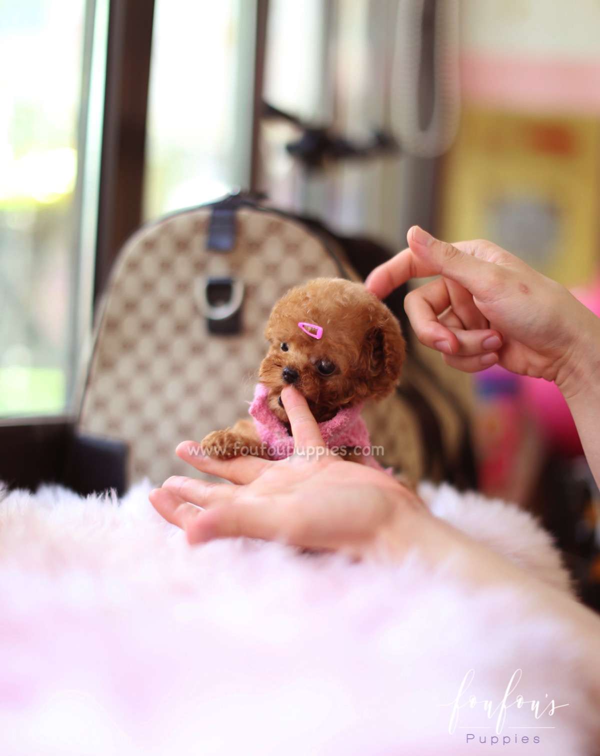 Celine - Poodle F.