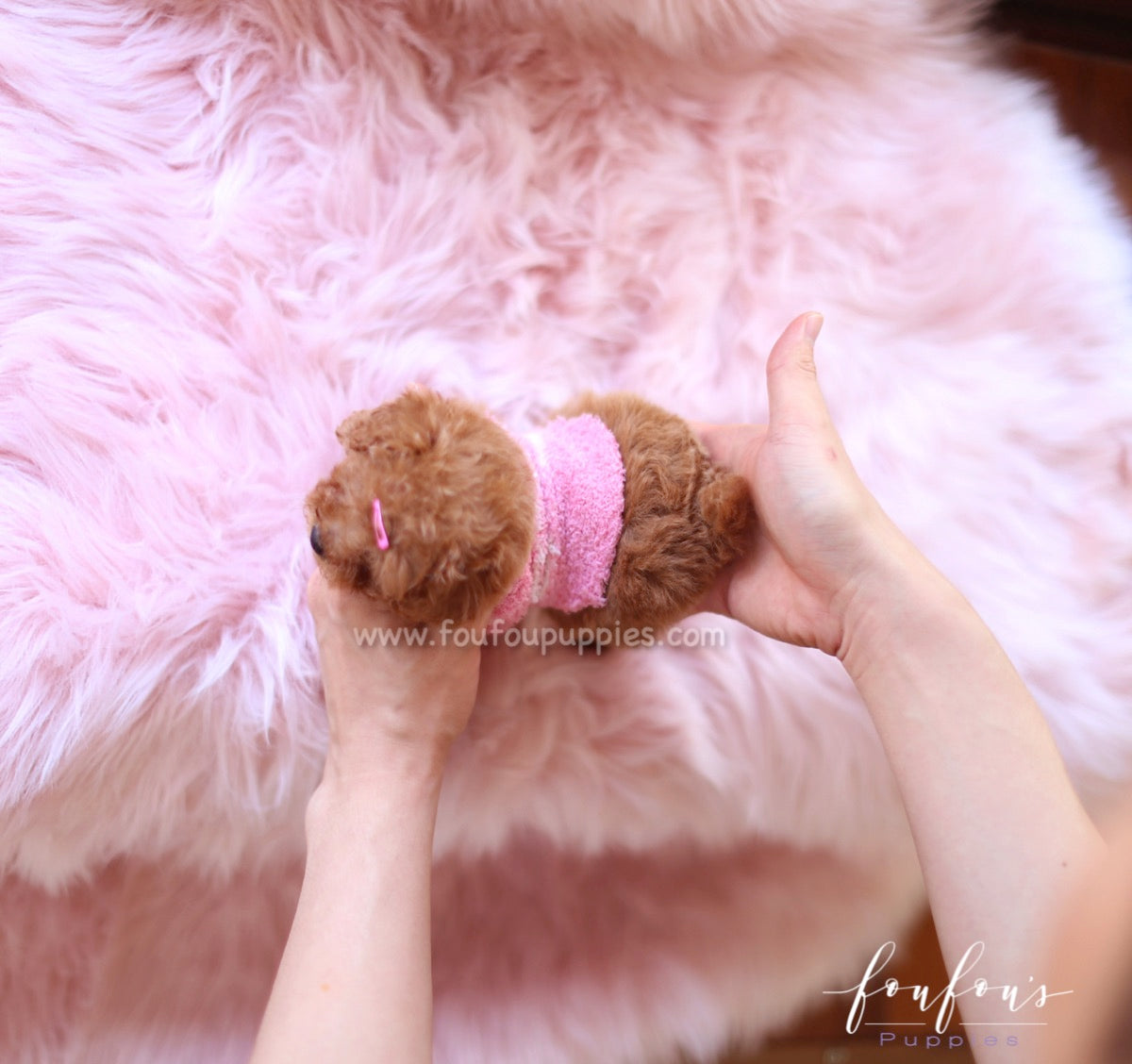 Celine - Poodle F.