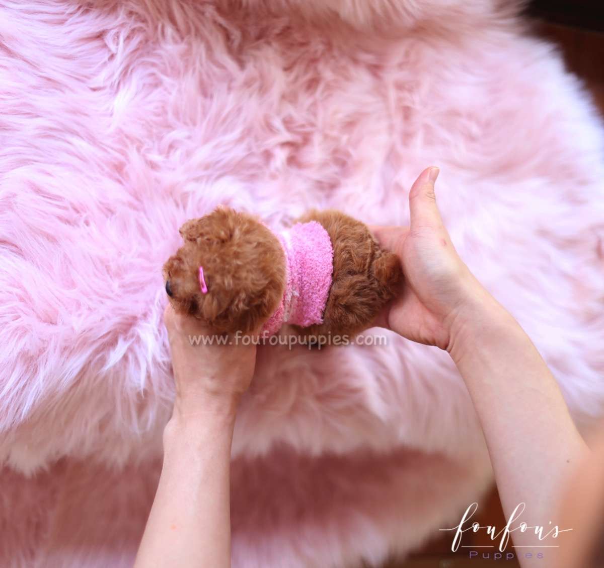Celine - Poodle F.