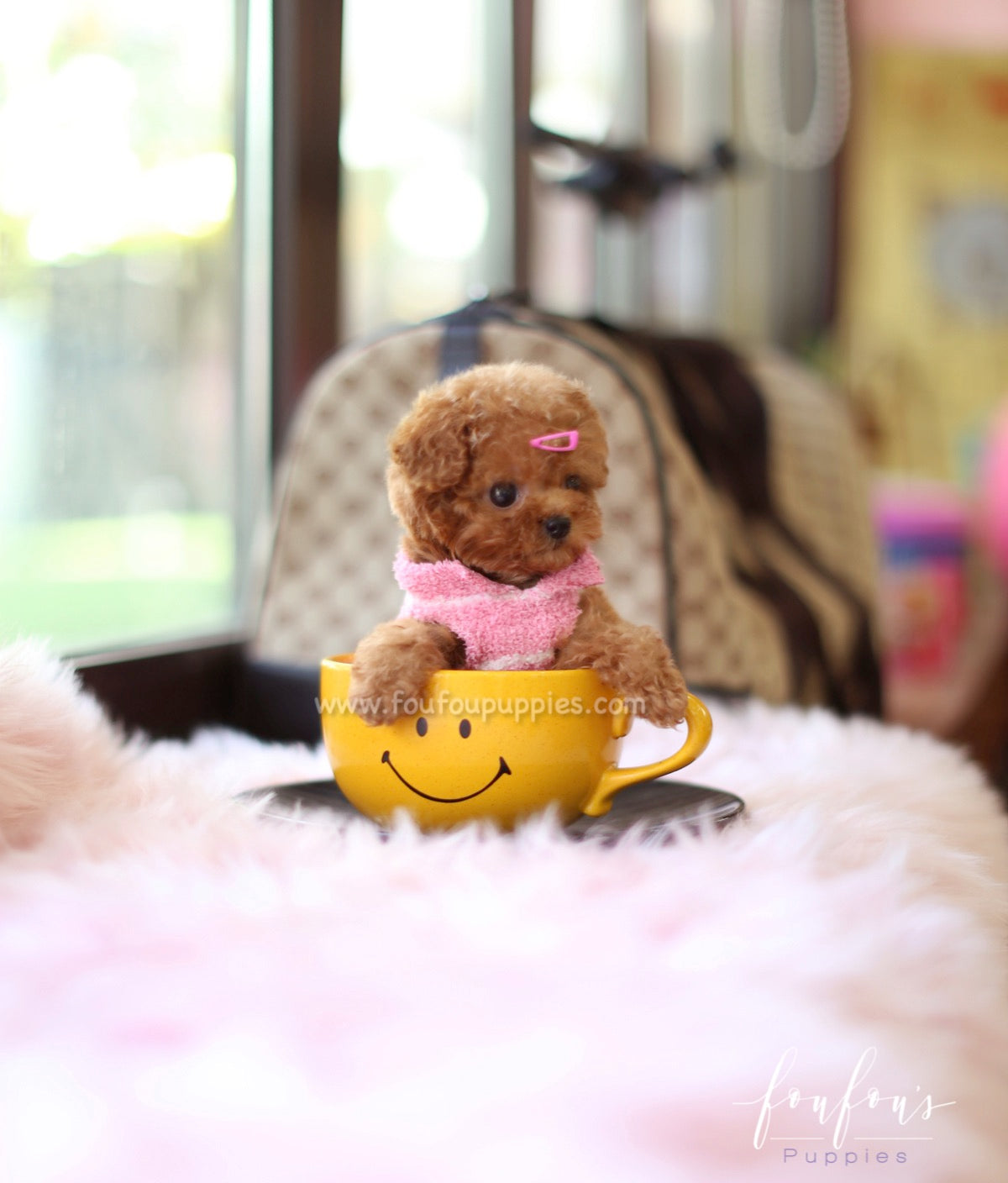 Celine - Poodle F.