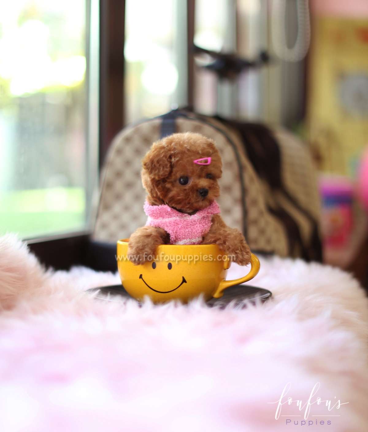 Celine - Poodle F.
