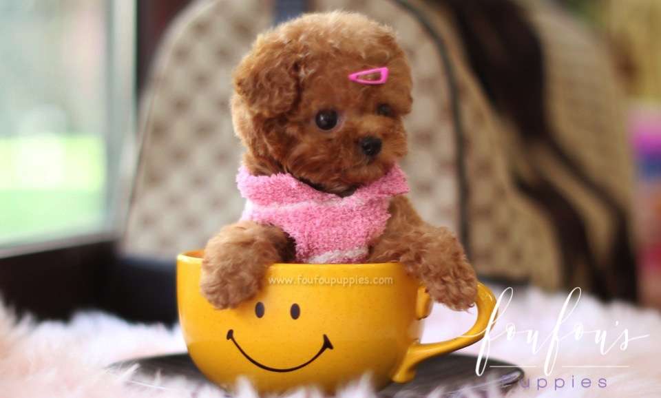 Celine - Poodle F.