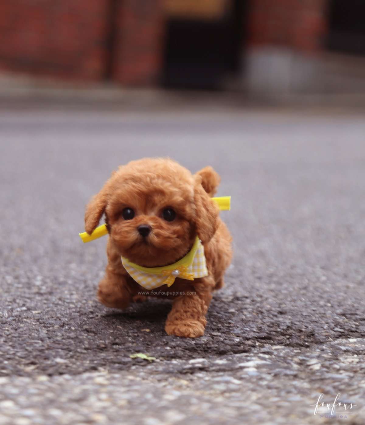 Toby - Poodle M.
