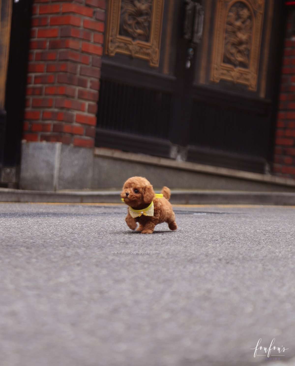 Toby - Poodle M.