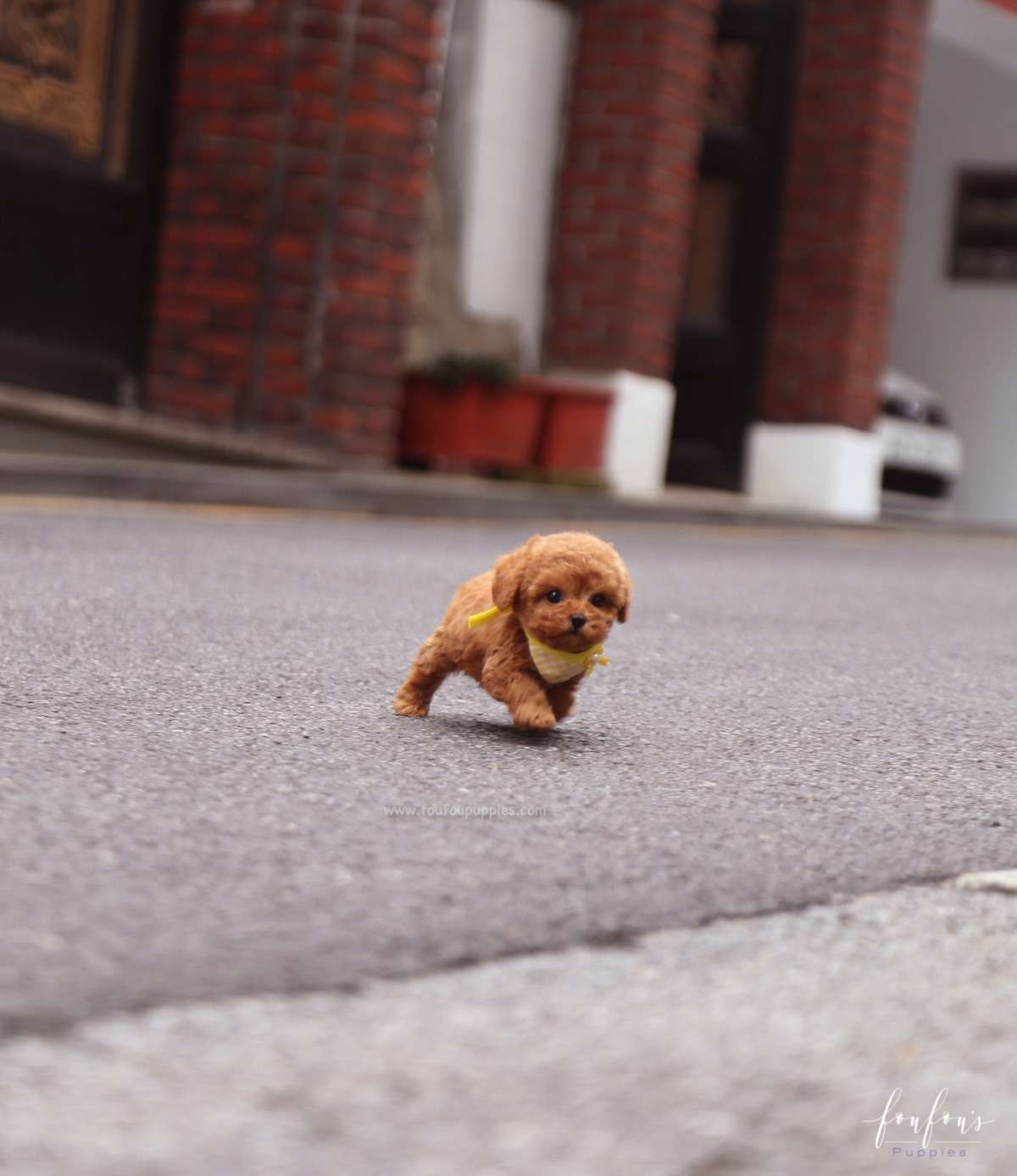 Toby - Poodle M.