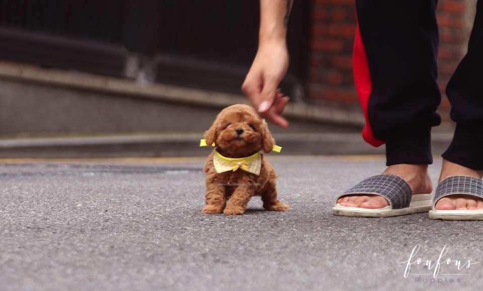 Toby - Poodle M.