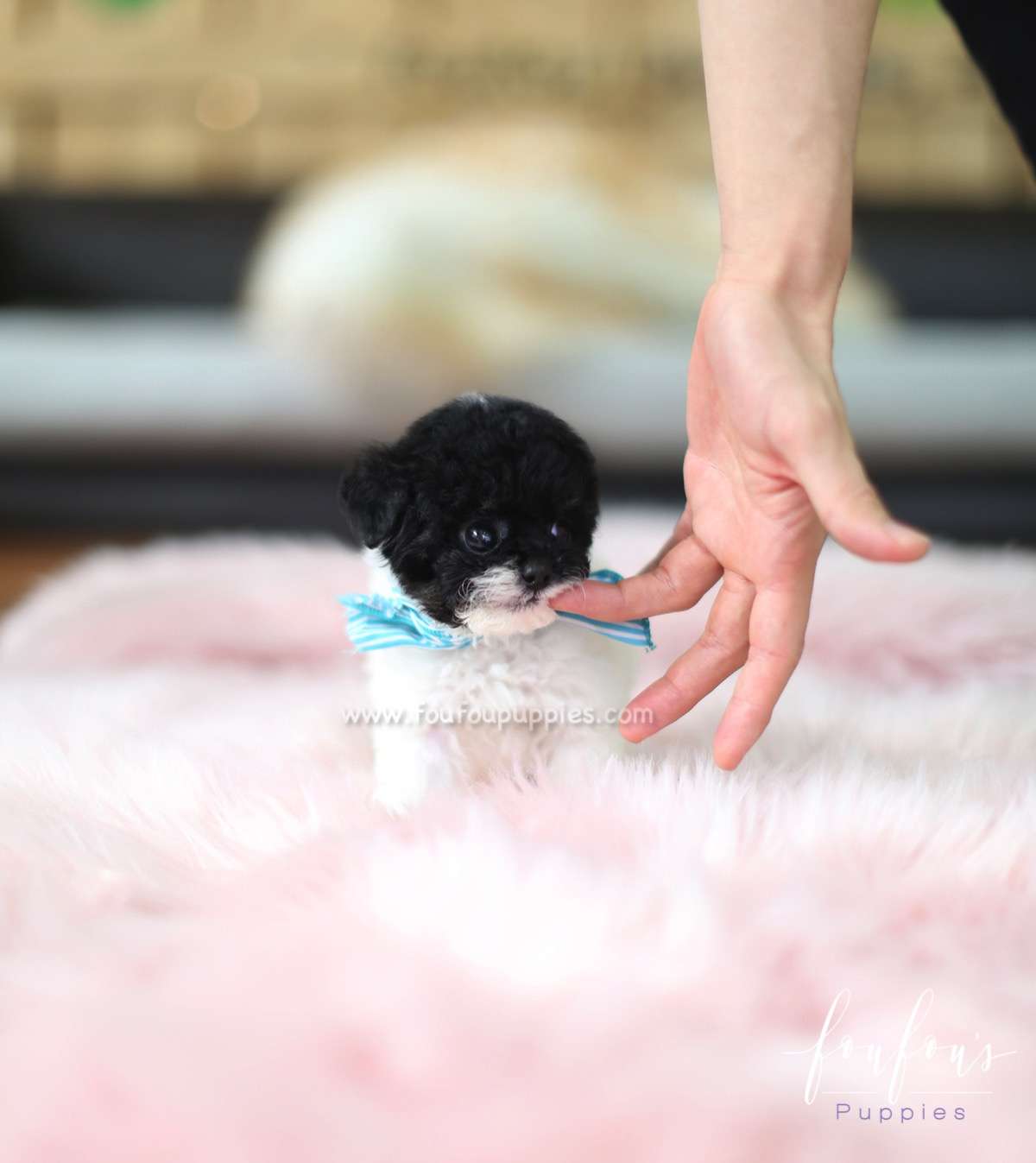 Batman - Poodle M.