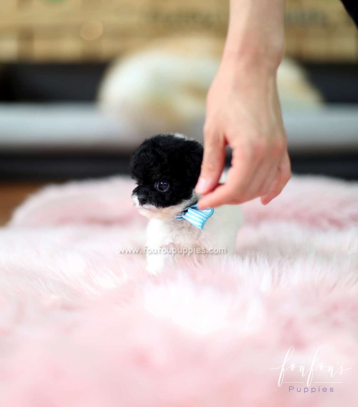 Batman - Poodle M.